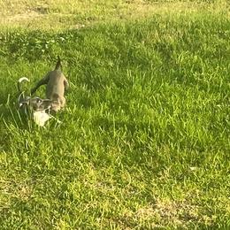 Italian Greyhound Puppies from Fisher Link
