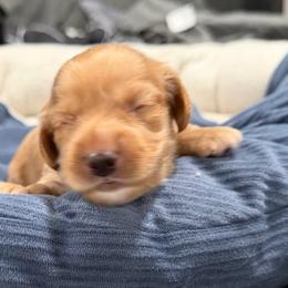 Uncle Jessy - Cream male Dachshund puppy in Wesley Chapel, Florida from Russell Lee Overton