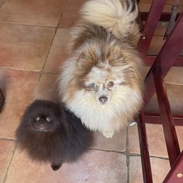 Pomeranians from SD Bullies