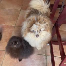 Pomeranians from SD Bullies