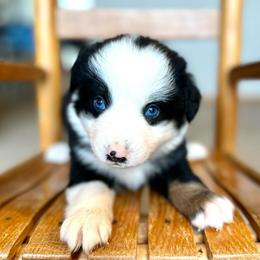 Bells - Black tri female Miniature American Shepherd puppy in Bayard, Nebraska from Puppies by Alies