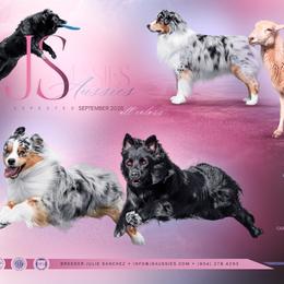 Australian Shepherd puppies from JS Aussies