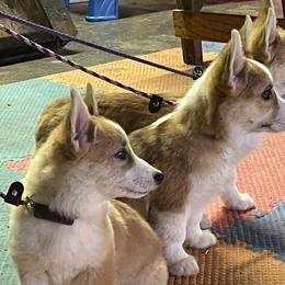 Pembroke Welsh Corgi Puppies from Eaglerock Kennel