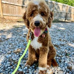 Pearl - Goldendoodle