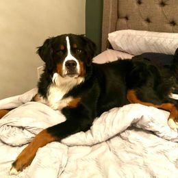 Bernese Mountain Dog All Grown Up from Hideaway Farm