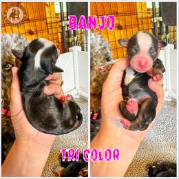 Banjo - Tri-color female Bernedoodle puppy in Banner Elk, North Carolina from Walnut Tree Bernedoodles