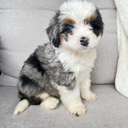 George - Blue merle male Bernedoodle puppy in Holtwood, Pennsylvania from Country Ridge Puppies
