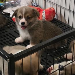 Waylon - Sable male Pembroke Welsh Corgi puppy in Charleston, Arkansas from Hilltop Corgis