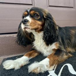 Cavalier King Charles Spaniel puppies from Sweet Southern Cavaliers and Chihuahuas