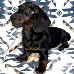 Wren - Black and tan male Dachshund puppy in Fredonia, Arizona from Desert Horizon Dachshunds