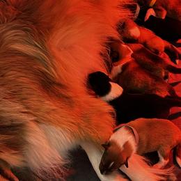 Scottish Collies from Sweet Selkie Scottish Rough Collies