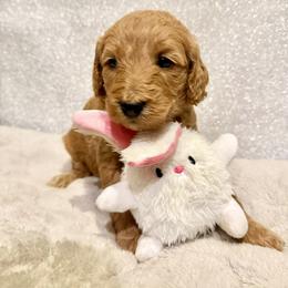 Girl 1 - female Goldendoodle puppy in Temecula, California from Doodle Dreams