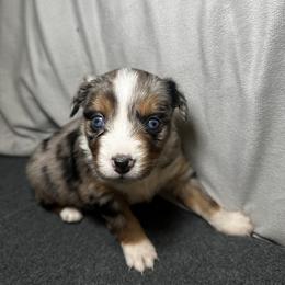 Fern - Blue merle female Miniature Australian Shepherd puppy in Mill Spring, North Carolina from Adair Acres Aussies