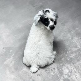 Thor - Parti male Poodle puppy in Gainesville, Florida from Pet Inn Xxweetdoodles