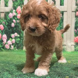 Cockapoo and Goldendoodle Puppies from Forest Creek Kennel