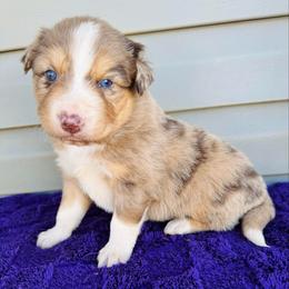 Bentley - Red merle male Australian Shepherd puppy in Charlotte, North Carolina from Awesome Aussies