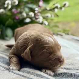 Heath - Caramel male Australian Labradoodle puppy in Fremont, New Hampshire from Birchwood Labradoodles
