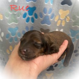 Dachshund Puppies from The Weenery