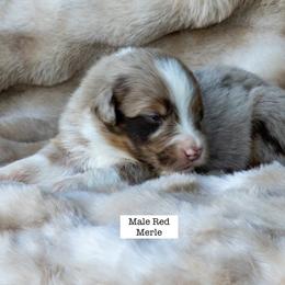 Australian Shepherd Puppies from Acheron Aussies