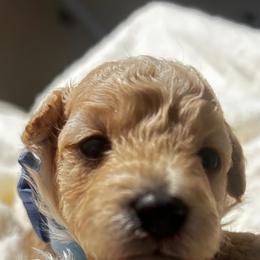 Poodle and Shih Tzu Puppies from Amarilys ShihTzus & Poodles