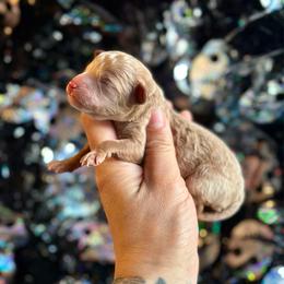Woody - Red  male Poodle puppy in Kentucky from Deerly Poodles