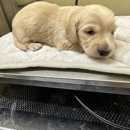 Boy 2 - Dachshund puppy in Salkum, Washington from Stonevalley Dachshunds