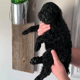 Poodle Puppies from Teton View Kennels