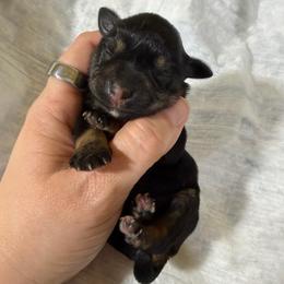 Queen - Black and silver female Miniature Schnauzer puppy in Lufkin, Texas from C&K’s Schnauzer House