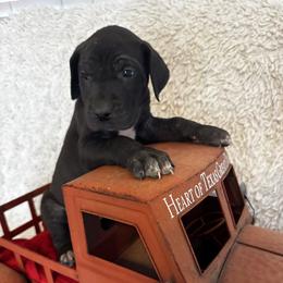 Groot, the Gentle Giant - Black and white male Great Dane puppy in Wimberley, Texas from Heart of Texas Great Danes
