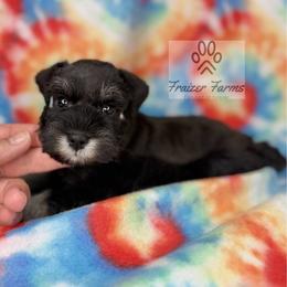 Nora - Black and silver female Miniature Schnauzer puppy in Happyland, Oklahoma from Fraizer Farms