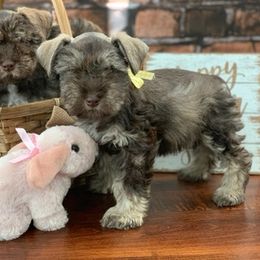 Miniature Schnauzers from Shades of Chocolate Mini Schnauzers