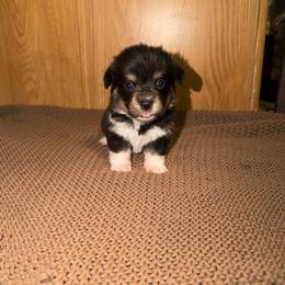 Jet - Black and tan female Pembroke Welsh Corgi puppy in Washington from Castle View Royal Rumps