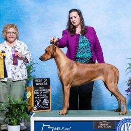 Kaiya - Rhodesian Ridgeback