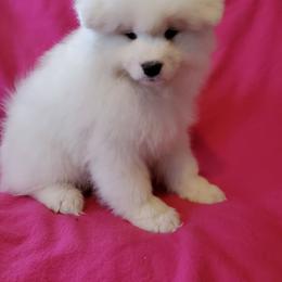 Samoyed Puppies from Limelight Samoyeds