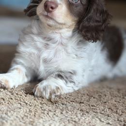 Dachshund Puppies from 208 Dox Dynasty