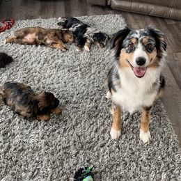 Aussiedoodle and Australian Shepherd Puppies from Homestead Aussies & Doodles