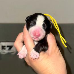 Ziti - Black and white female Border Collie puppy in Lodi, California from R3 Sport Dogs (R3 Goldens/ R3 Border Collies)