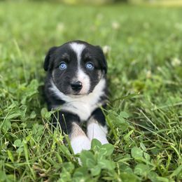 Dot - Black tri female Miniature Australian Shepherd puppy in Stuart, Virginia from Apple Tree Mini Aussies