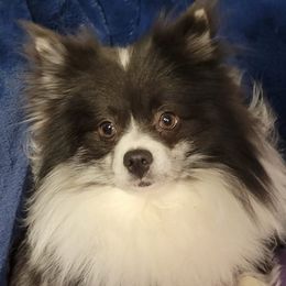 Ozzie - Pomeranian