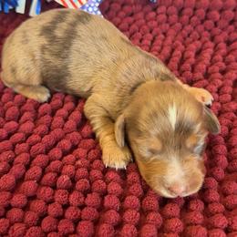 Dachshund puppies from Pretty Dachshunds 661