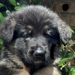 Black Collar Puppy 4 - Black and red male German Shepherd puppy in Central Florida, Florida from Vom Furstenhund