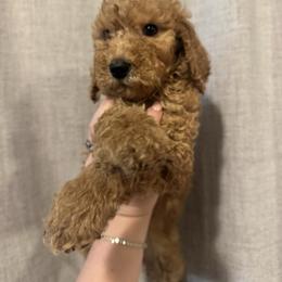 Lime green - Apricot male Goldendoodle puppy in Sanford, Florida from Florida Coast Golden Doodles