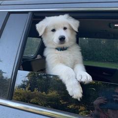 Berger Blanc Suisse Puppies from Moro Shepherds
