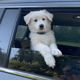 Berger Blanc Suisse Puppies from Moro Shepherds