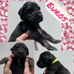 Euros - Brindle male Great Dane puppy in Wellsville, New York from Prophecy Danes