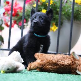 Wisteria - Black female German Shepherd puppy in Philippi, West Virginia from Vom Haus Highlands