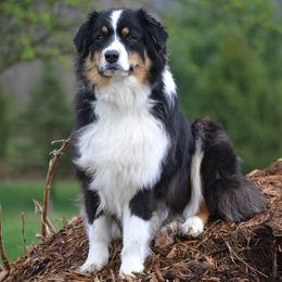 Australian Shepherds from RLShearer Aussies