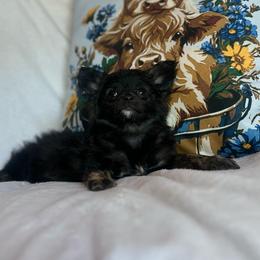 Missy - Black and tan female Chihuahua puppy in Alvord, Texas from Gift of Gods Favor