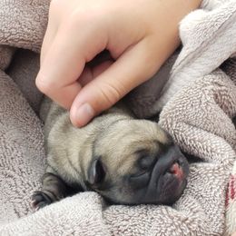 Pug Puppies from Colossal Pugs