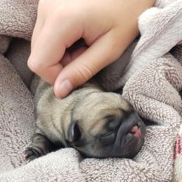 Pug Puppies from Colossal Pugs